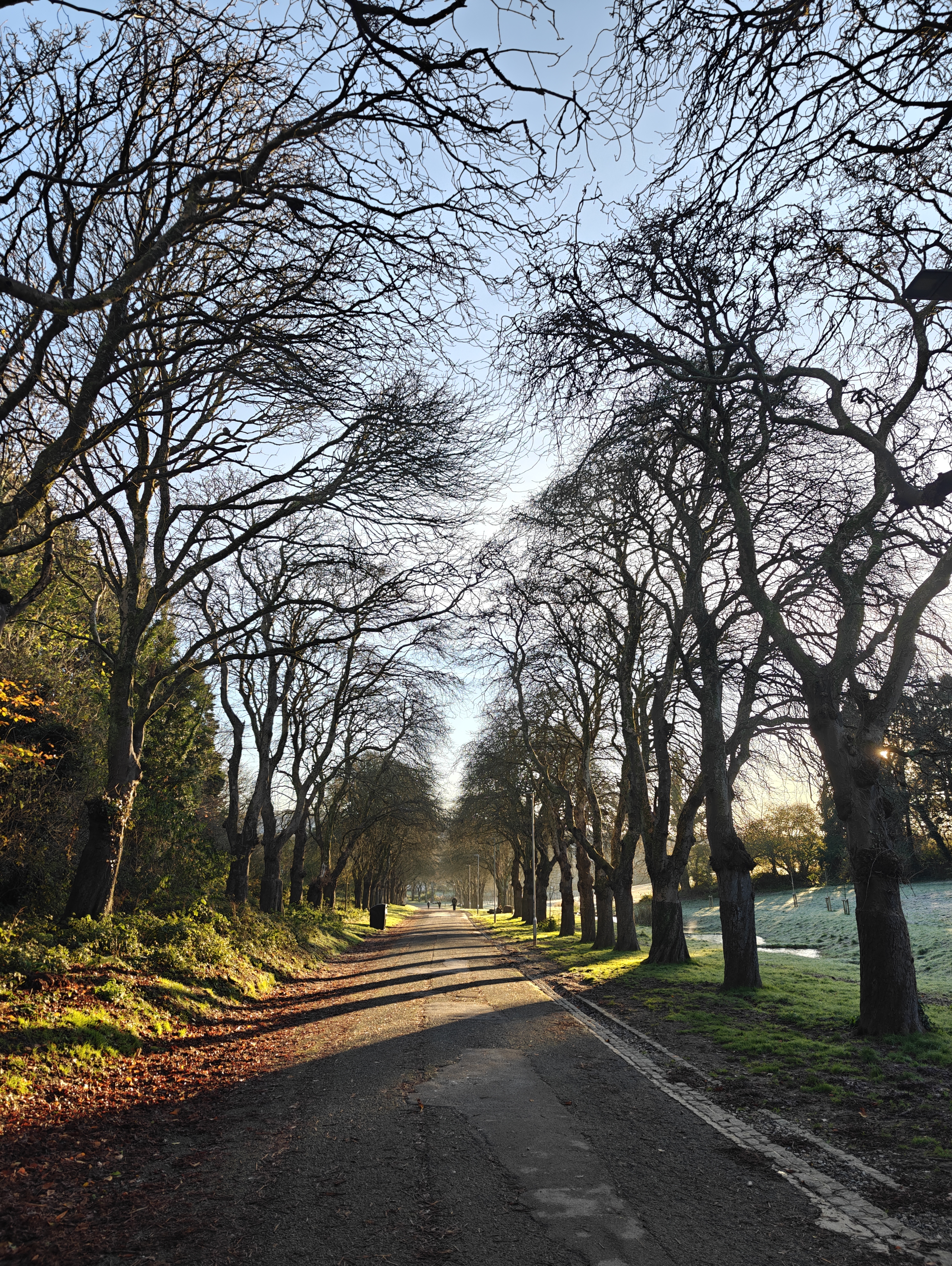 Coronation Ave, a tree lined pedestrian path in Central Park, Plymouth. All the leaves have fallen off the trees
