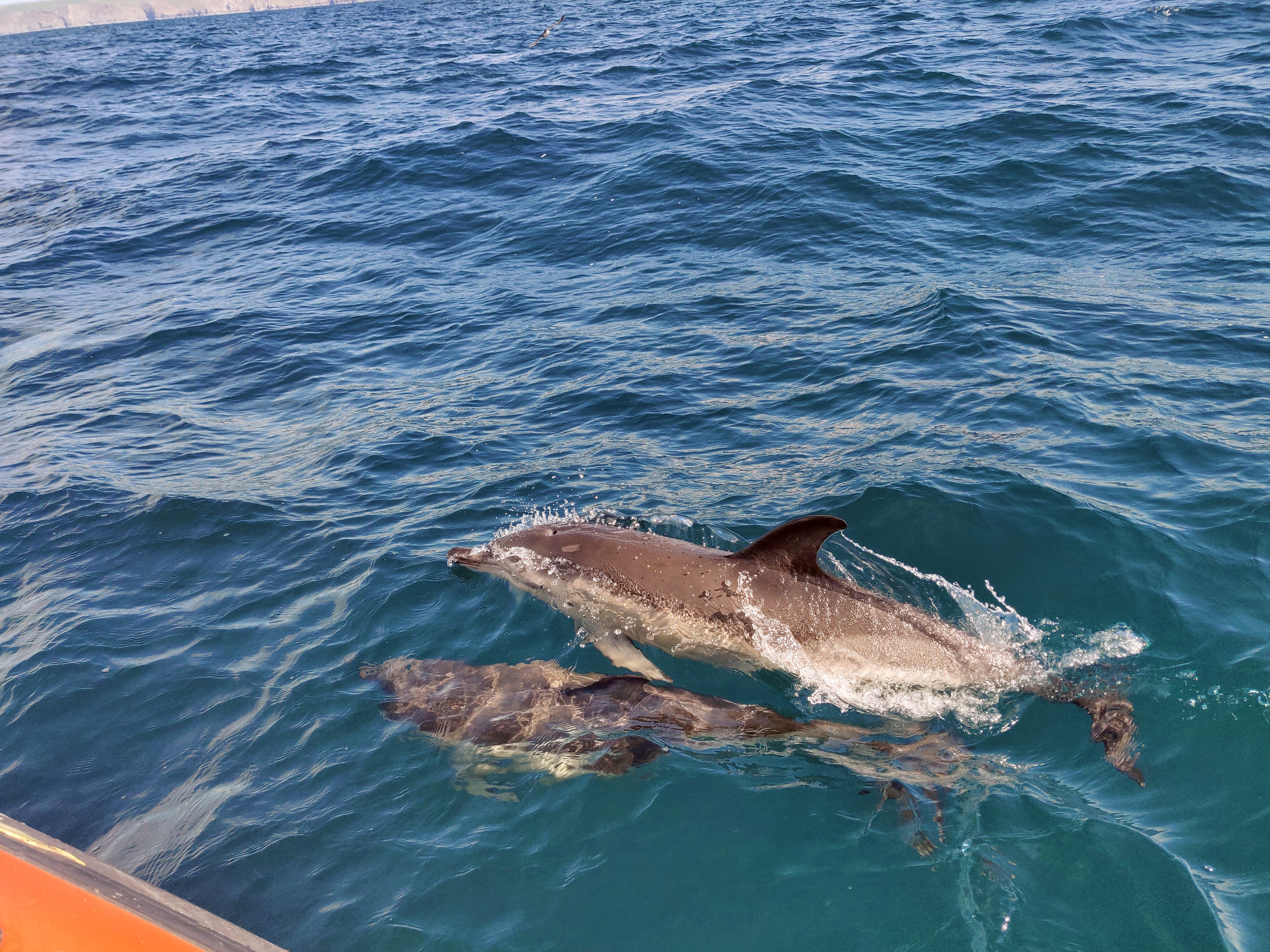 “2 common dolphins swimming alongside the boat, one of them is breaking the surface with its fin”