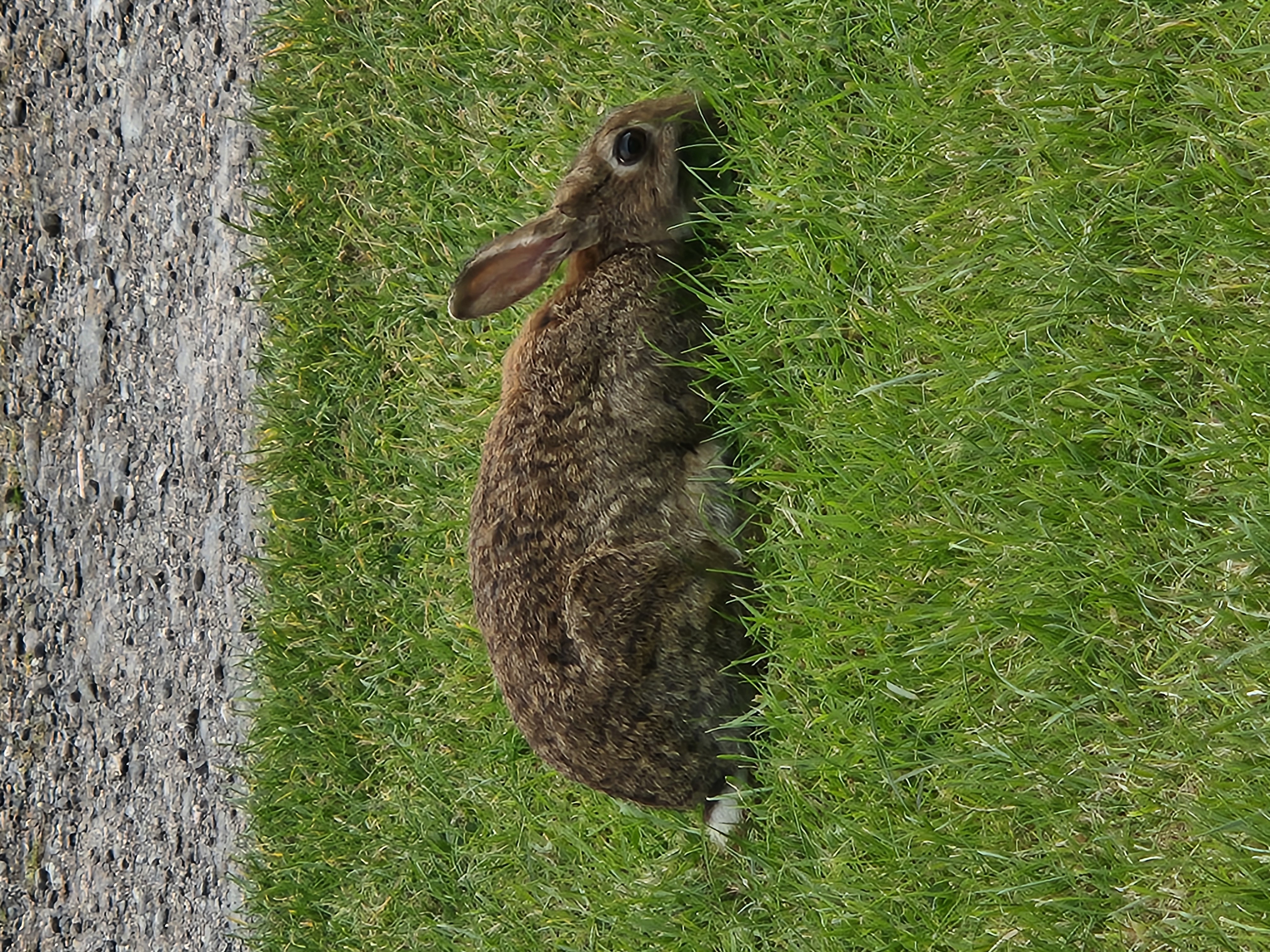 Rabbit, its brown and nibbling the grass